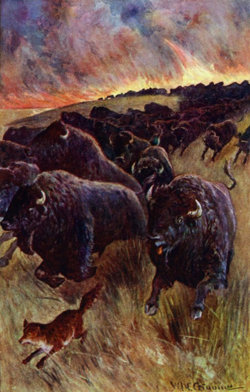 "Jag fick syn på en flock bufflar som rusade fram för att undkomma lågorna" (färg litho) av William Henry Charles Groome