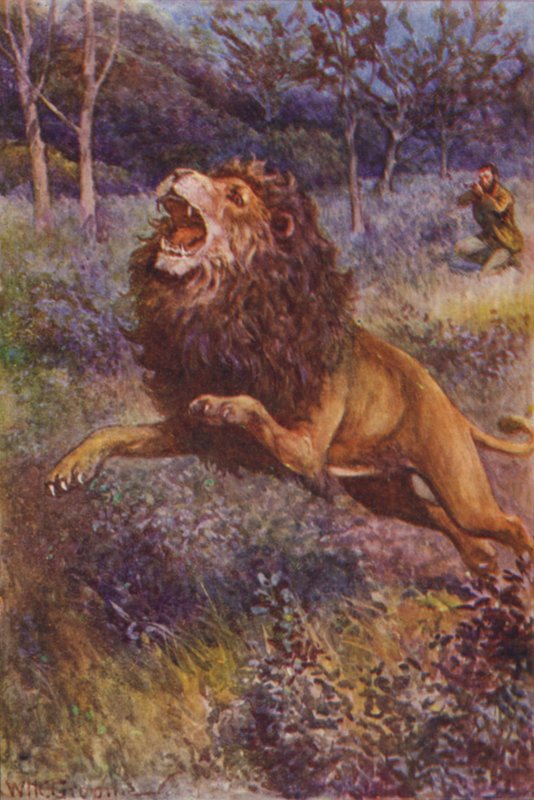 Illustration för The Gorilla Hunters av RM Ballantyne (färg litho) av William Henry Charles Groome
