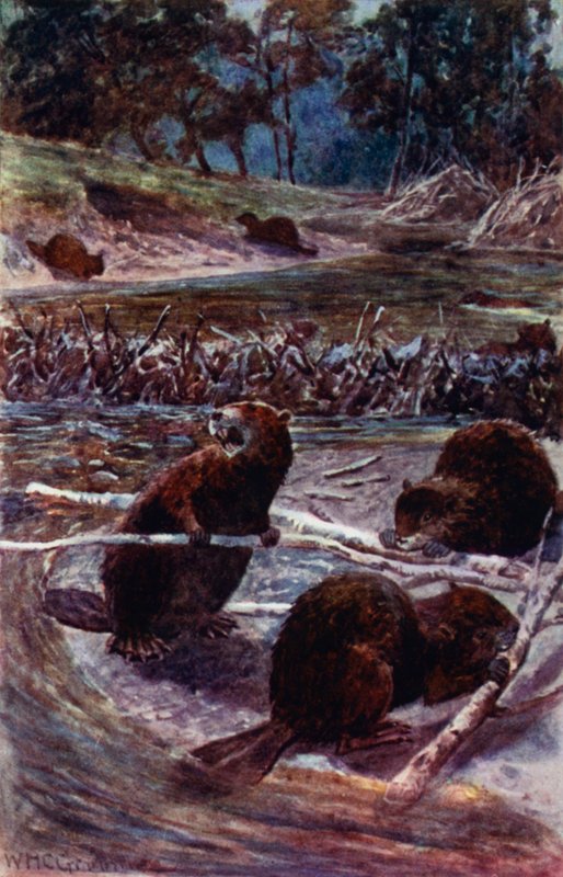 "De bygger en damm över bäcken" (färg litho) av William Henry Charles Groome