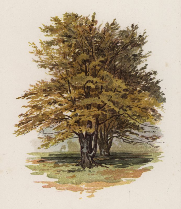 Träd: Boken (färg litho) av William Henry James (after) Boot