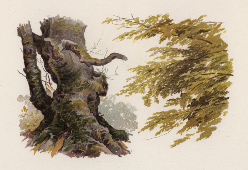 Träd: Boken (färg litho) av William Henry James (after) Boot