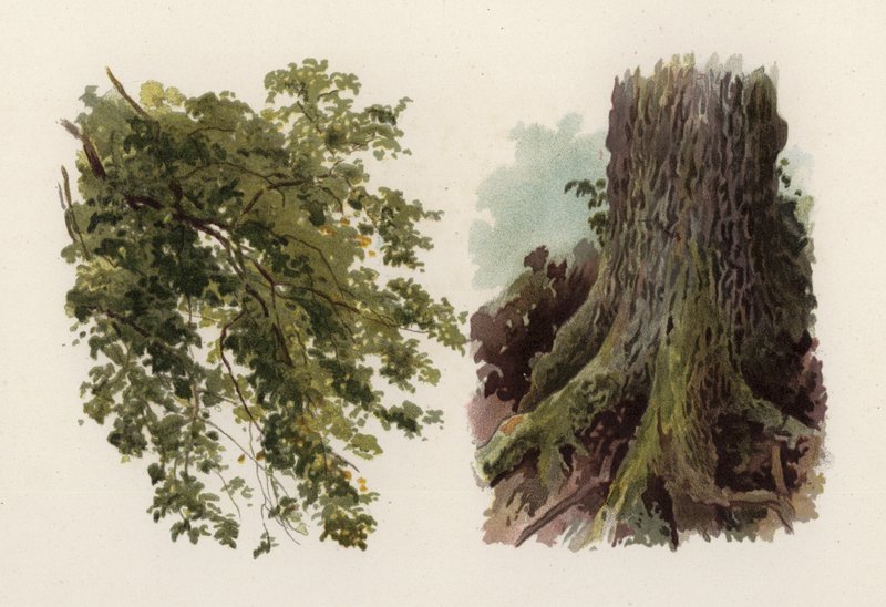 Träd: almen (färg litho) av William Henry James (after) Boot