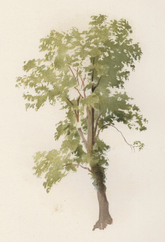 Träd: almen (färg litho) av William Henry James (after) Boot