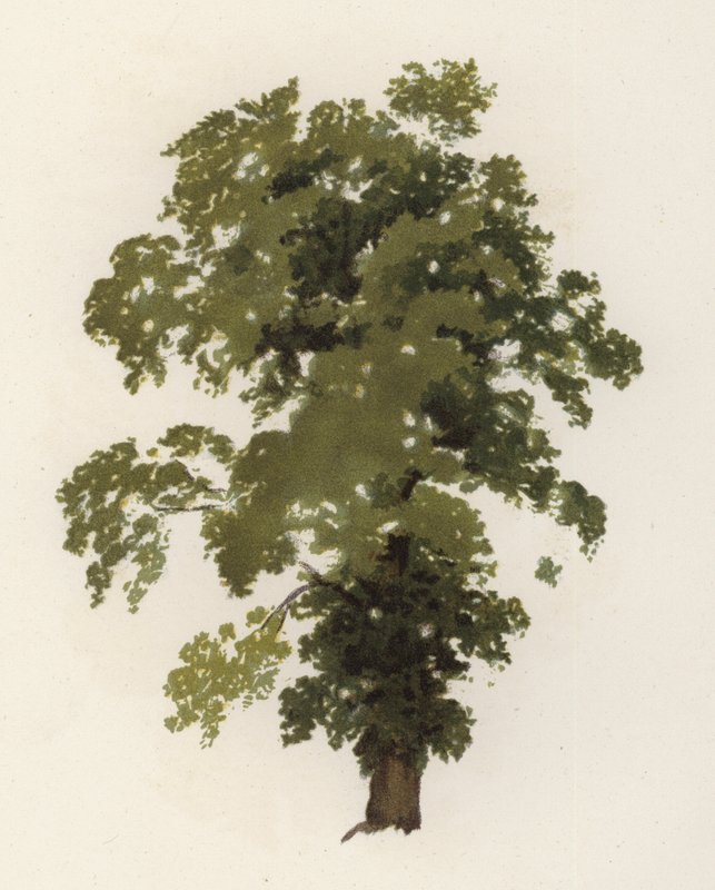 Träd: almen (färg litho) av William Henry James (after) Boot