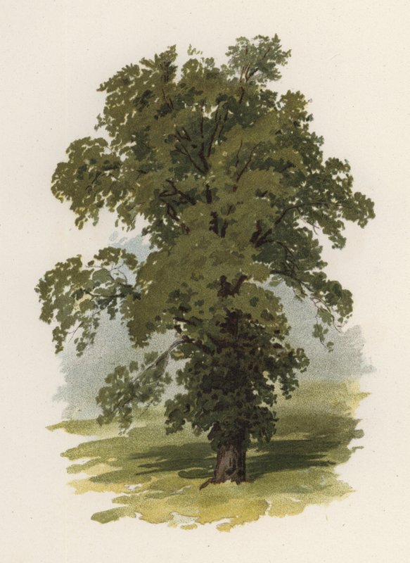 Træer: Elm (farve litho) sved av William Henry James (after) Boot