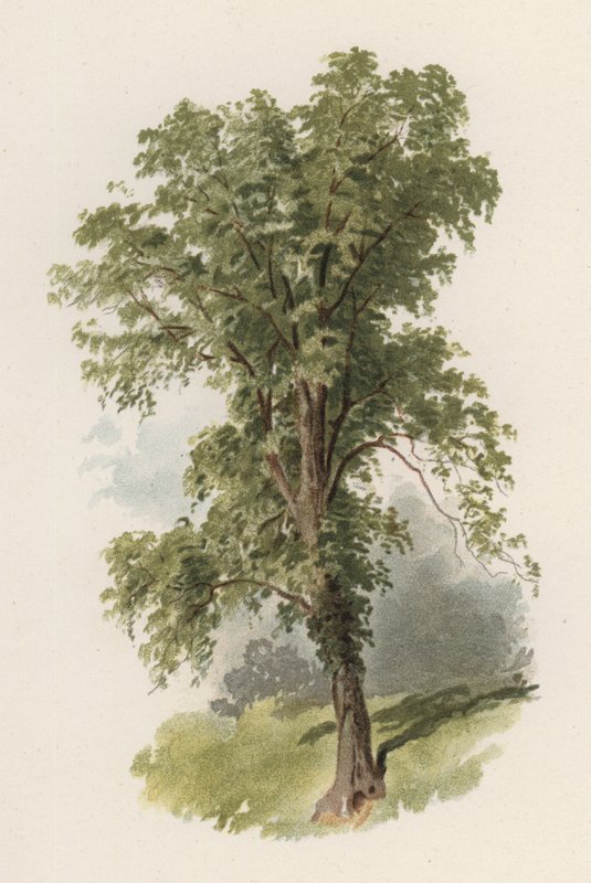 Träd: almen (färg litho) av William Henry James (after) Boot