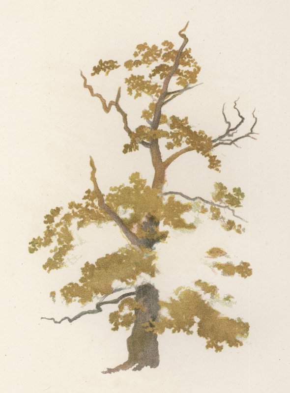 Träd: Eken (färg litho) av William Henry James (after) Boot