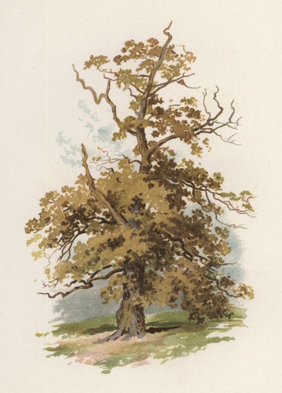 Träd: Eken (färg litho) av William Henry James (after) Boot