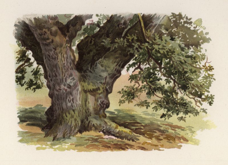 Träd: Eken (färg litho) av William Henry James (after) Boot
