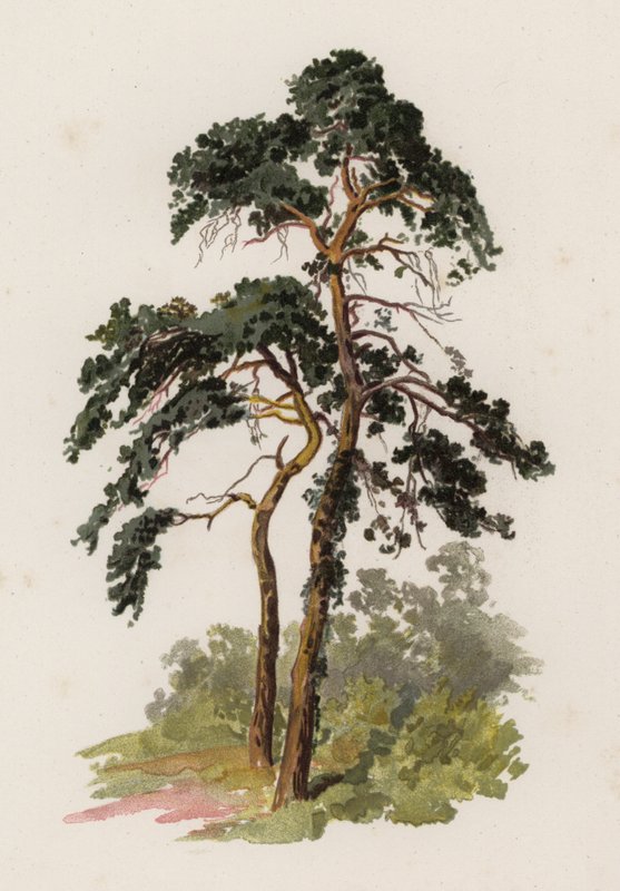 Träd: Scotch Fir (färg litho) av William Henry James (after) Boot