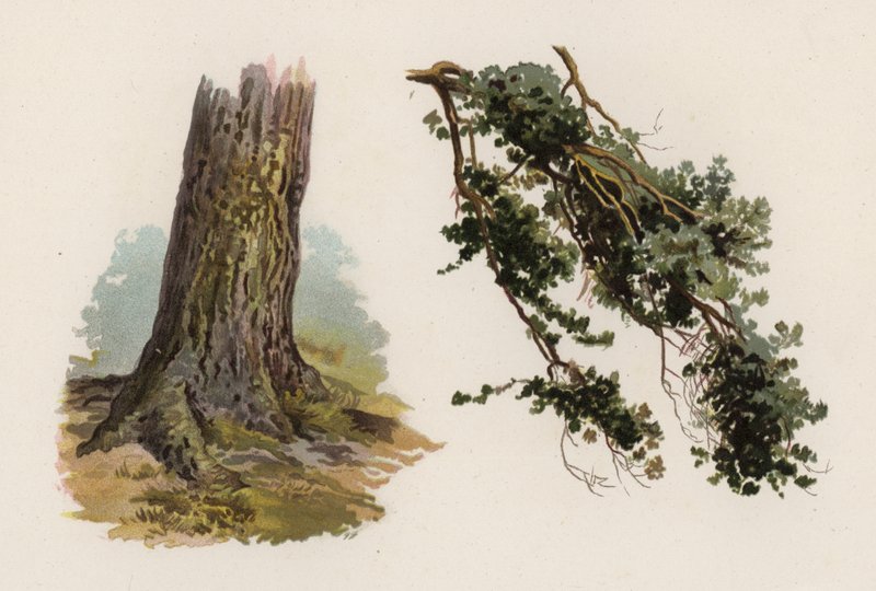 Träd: Scotch Fir (färg litho) av William Henry James (after) Boot