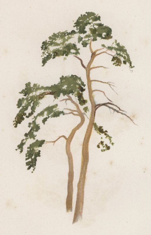 Träd: Scotch Fir (färg litho) av William Henry James (after) Boot