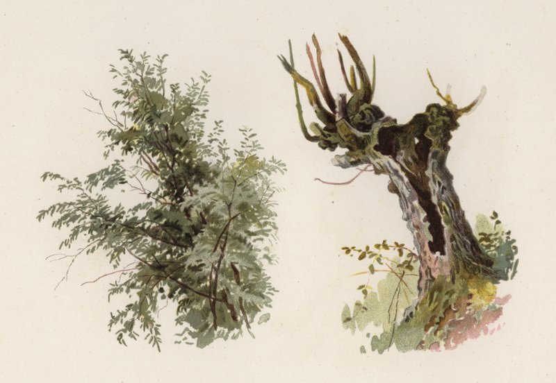 Träd: Pilen (färg litho) av William Henry James (after) Boot