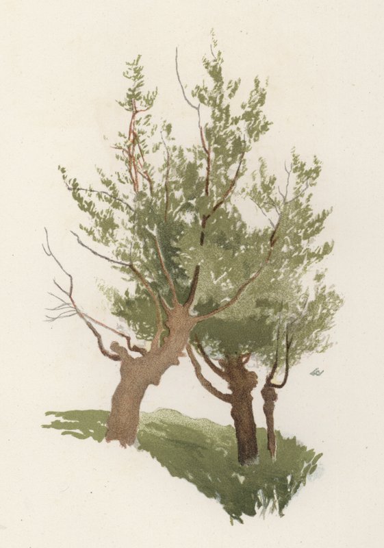 Träd: Pilen (färg litho) av William Henry James (after) Boot