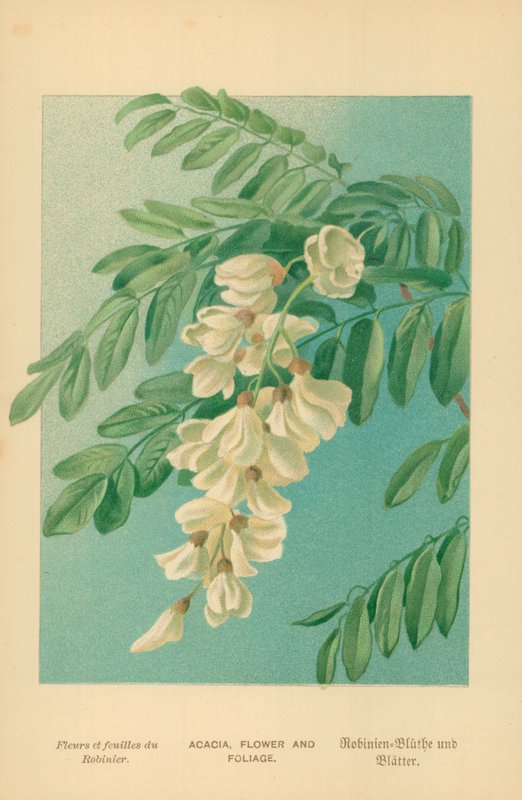 Acacia, blomma och lövverk av William Henry James Boot