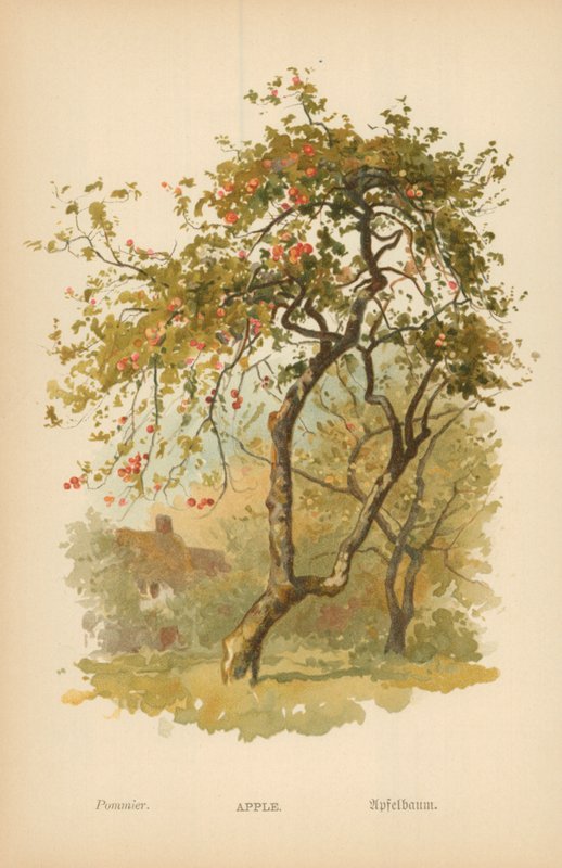 Äpple av William Henry James Boot