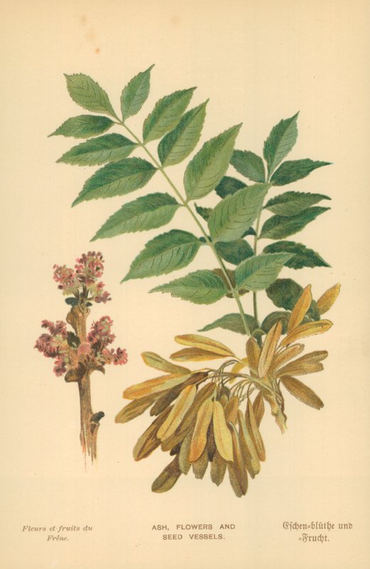Ask, blommor och frökärl av William Henry James Boot