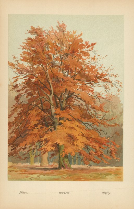 Bok av William Henry James Boot