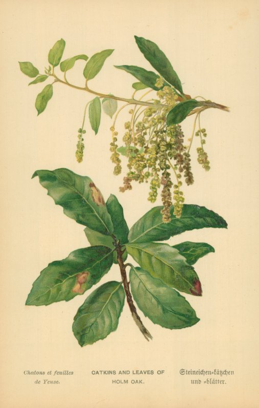 Catkins and Leaves of Holm Oak av William Henry James Boot