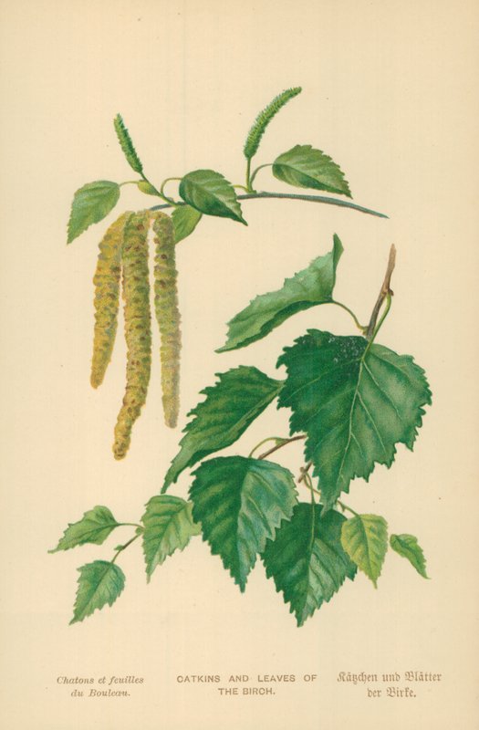 Catkins och löv av björken av William Henry James Boot