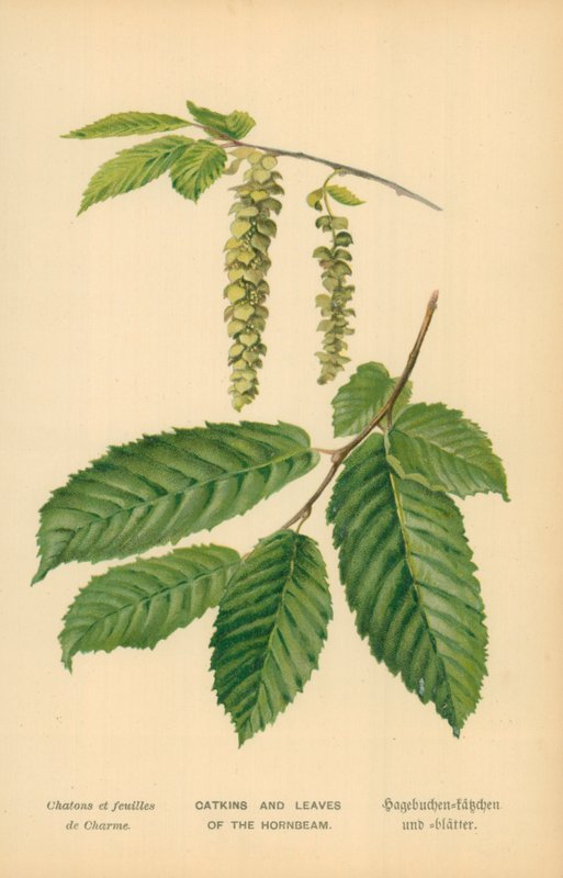 Catkins och blad av avenbok av William Henry James Boot
