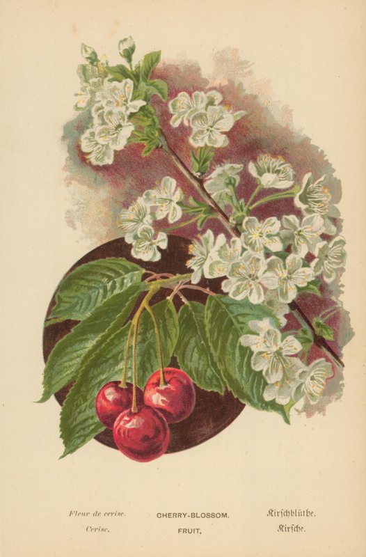 Körsbärsblomma. Frukt av William Henry James Boot