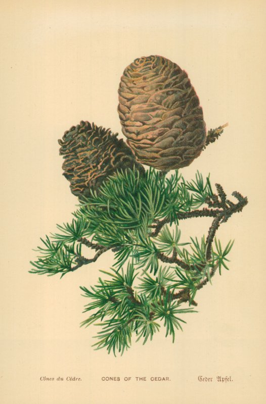 Cones of the Cedar av William Henry James Boot