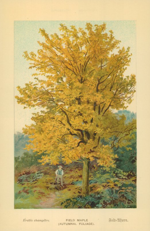 Åkerlönn (höstlöv) av William Henry James Boot
