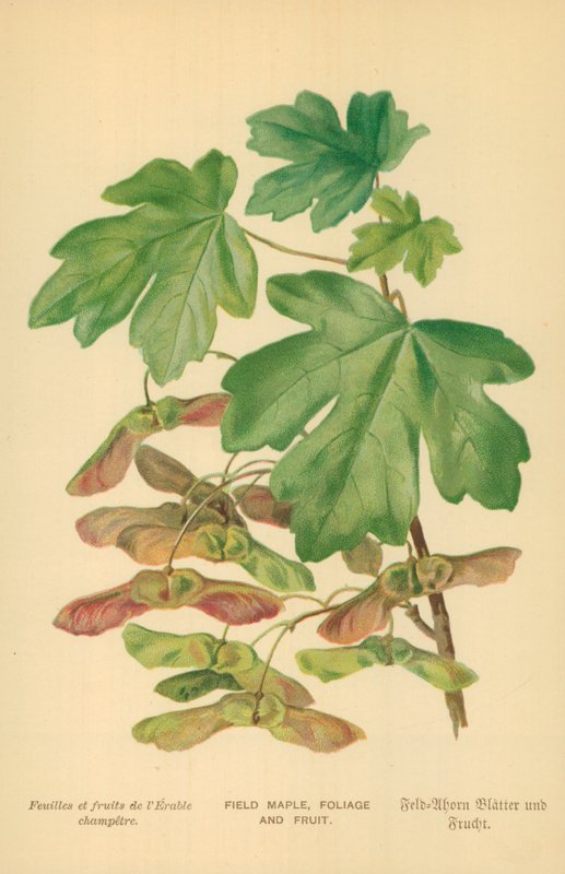 Åkerlönn, lövverk och frukt av William Henry James Boot