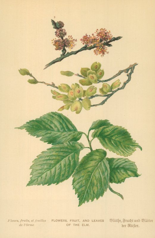 Blommor, frukt och blad av almen av William Henry James Boot