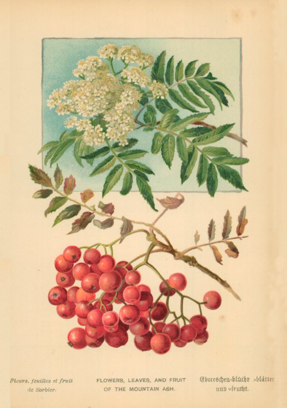 Blommor, löv och frukt av bergaskan av William Henry James Boot