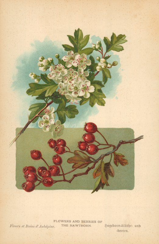 Blommor och bär av hagtornet av William Henry James Boot