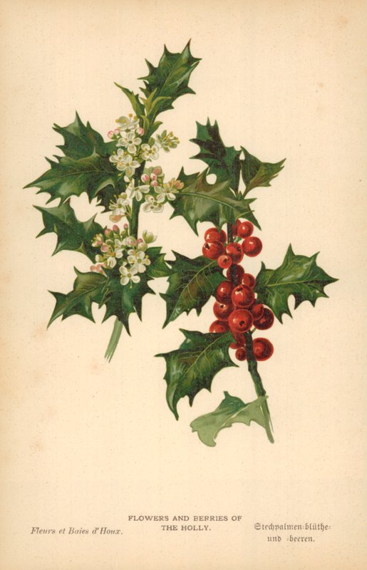 Blommor och bär av Holly av William Henry James Boot