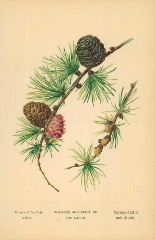 Lärkens blommor och frukt av William Henry James Boot