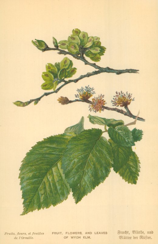 Frukt, blommor och blad av Wych Elm av William Henry James Boot