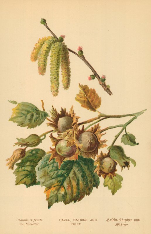 Haseli, Catkins ma Fua