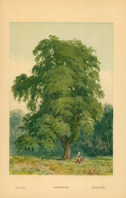 Avenbok av William Henry James Boot