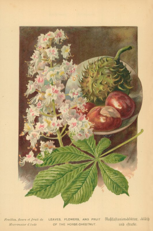 Blad, blommor och frukt av hästkastanjen av William Henry James Boot