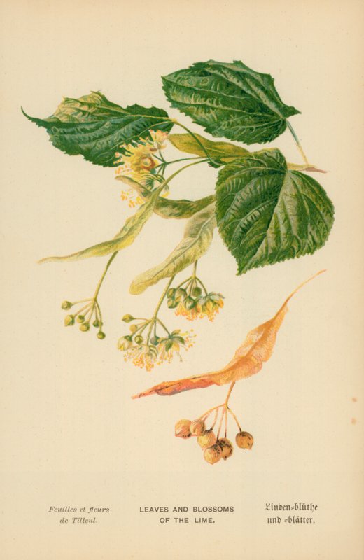 Blad och blommor av lime av William Henry James Boot