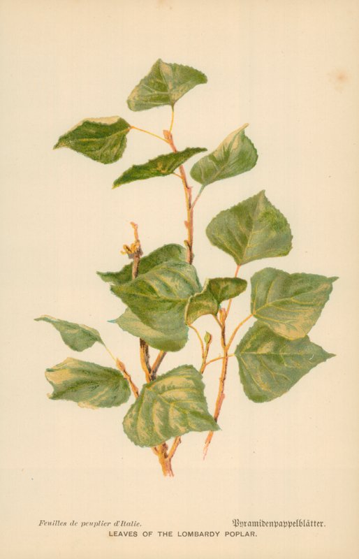 Blad av Lombardiepoppel av William Henry James Boot