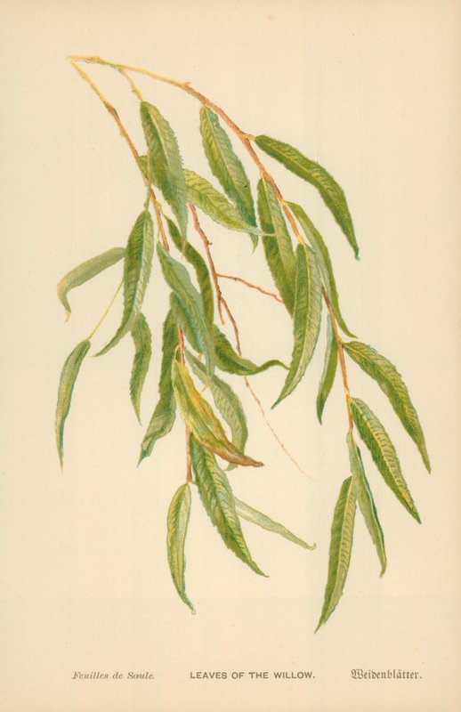Blad av Willow av William Henry James Boot