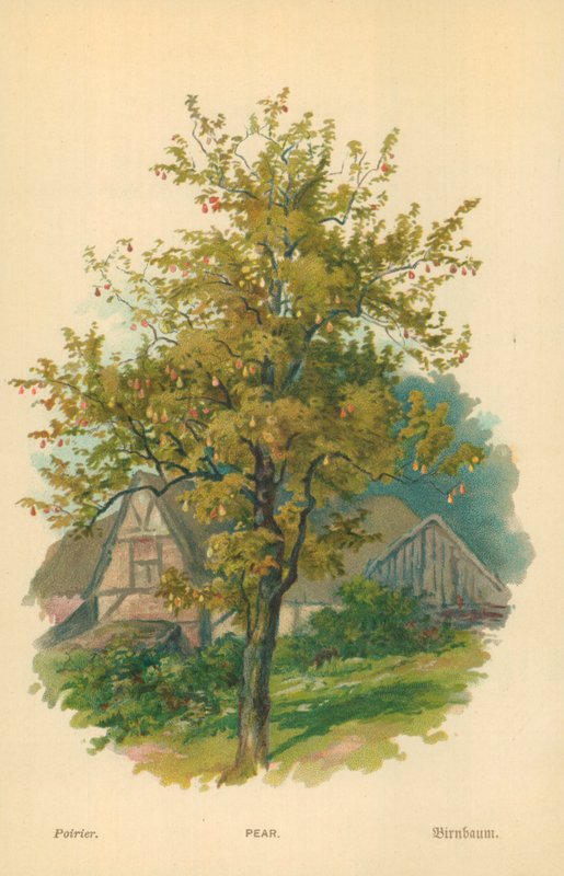 Päron av William Henry James Boot