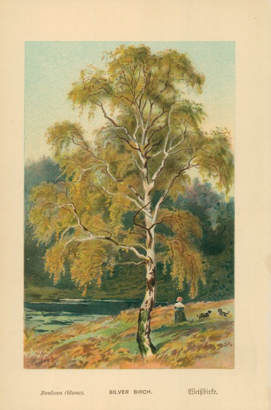 Silverbjörk av William Henry James Boot