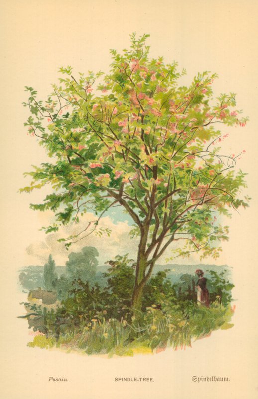 Spindle-Treeswed av William Henry James Boot