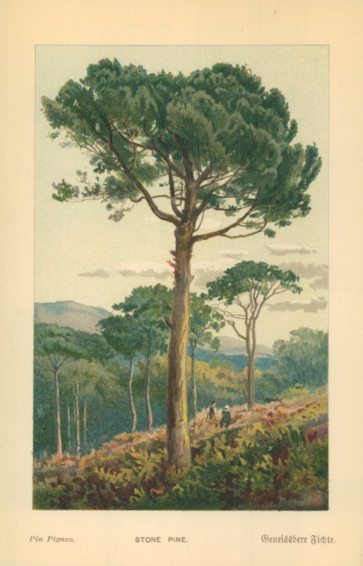 Stone Pineswed av William Henry James Boot