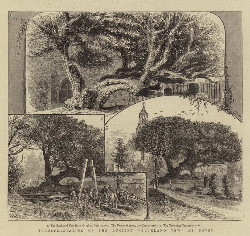 Transplantation av den antika Buckland Yew vid Dover av William Henry James Boot