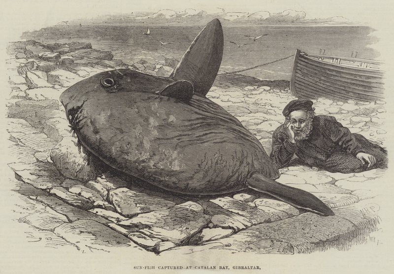 Sun-Fish fångade vid Catalan Bay, Gibraltar av William Henry Pike
