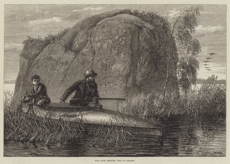 Skjutning av vilda ankor, gravyr från västra Irland av William Heysham Overend
