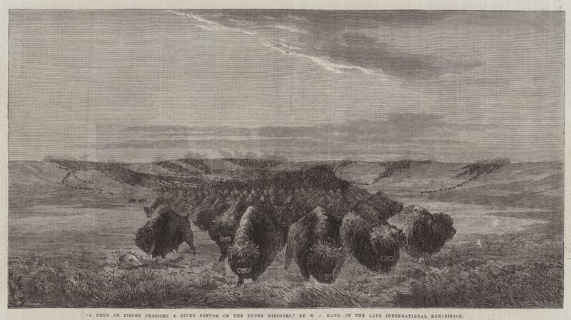 En flock bisonhundar som korsar en flodbotten i övre Missouri, i den sena internationella utställningen. av William Jacob, Sr. Hays