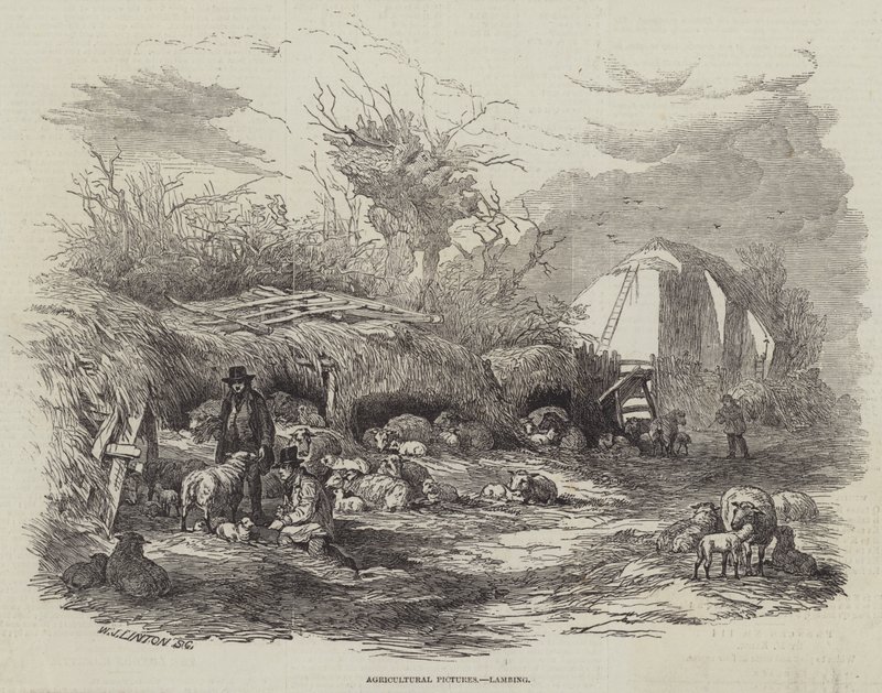 Jordbruksbilder, lammning av William James Linton